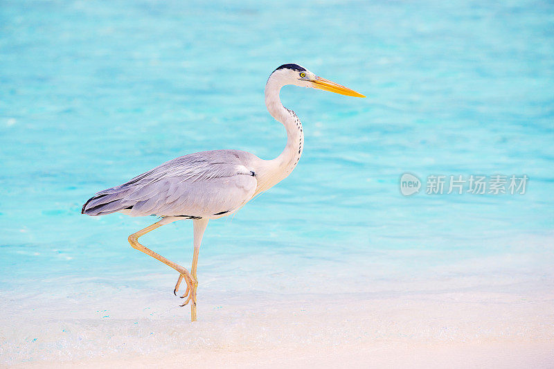 来自马尔代夫的苍鹭(Ardea cinerea)